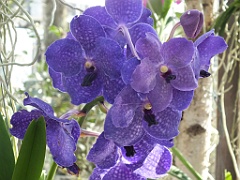 orchidsNL (60)